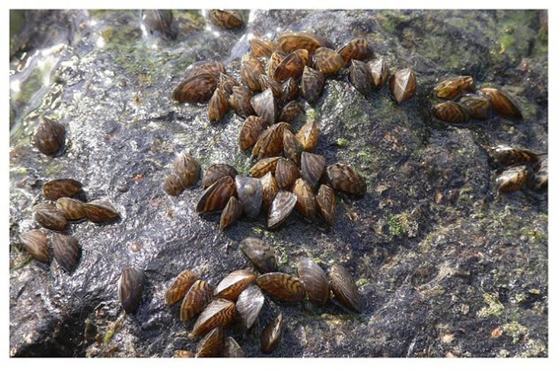 Судалт дун (Dreissena polymorpha)