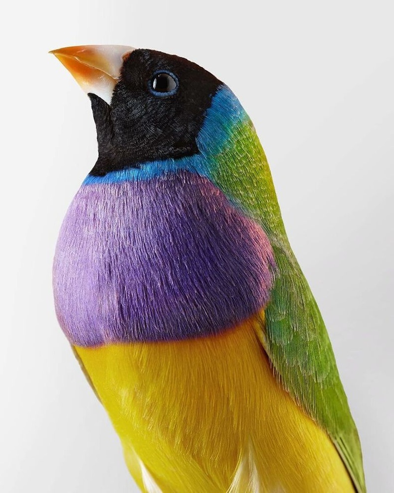 Австралийн алтанжигүүр шувуу
