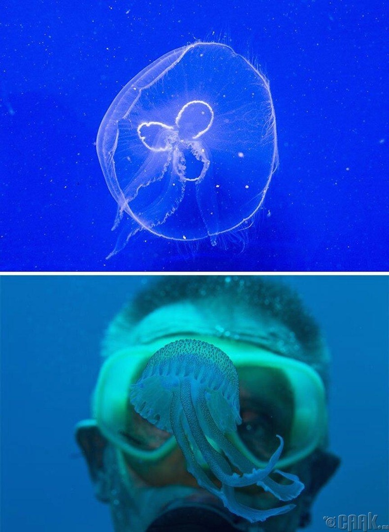 У медузы есть мозги. Глаза медузы. Квадратная медуза. Мозг медузы. У медузы есть глаза.