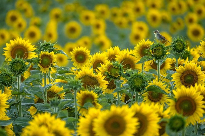 "11–14 насны зурагчин" төрлийн ялагч: Наран цэцэг дээрх дууч шувуу
