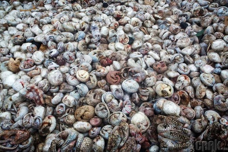 Хятадын уламжлалт эмчилгээнд ашиглагддаг амьтад, Суматра улсын хилийн боомт