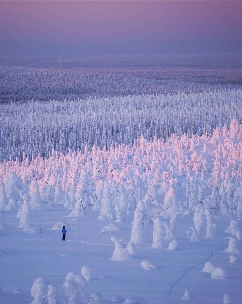 Цасанд хучигдсан Финландын ой