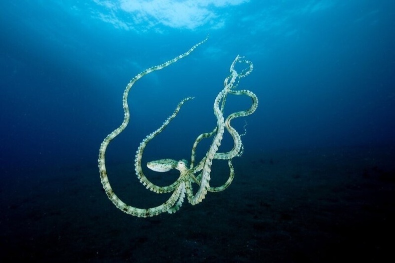 Дуурайгч наймаалж (Thaumoctopus mimicus )  - Хувирал