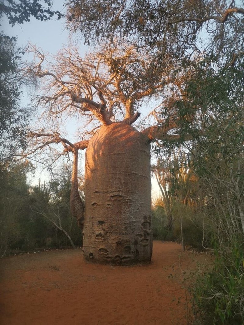 Мадагаскар арал дээр ургадаг Баобаб мод нь дотроо усаар дүүрэн бөгөөд жил бүр 1 см-ээр өргөсдөг гэнэ.