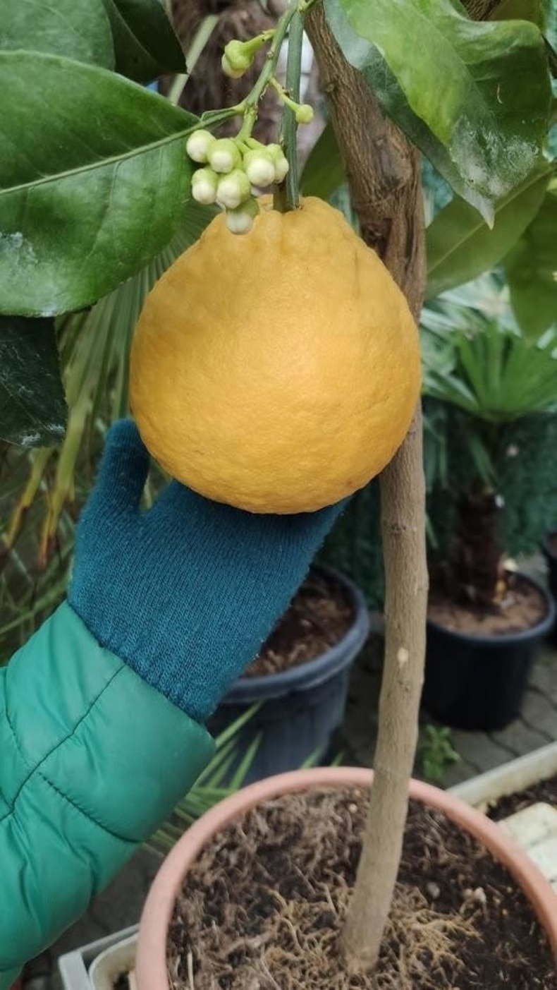 Аварга том лимон