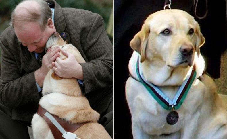 2001 оны 9-р сарын 11-ы өдөр хөтөч нохой Розелл хараагүй эзнээ шатаж буй ихэр цамхагийн 78 давхраас дагуулан гарч амь насыг нь аварчээ.