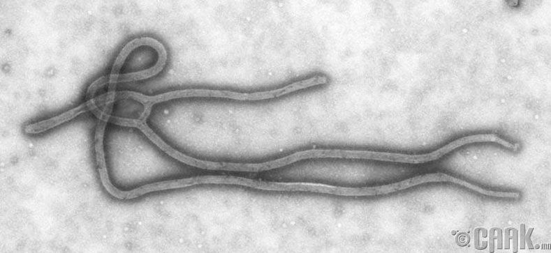 Эбола вирус