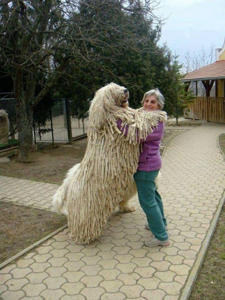 Комондор үүлдрийн аварга нохой