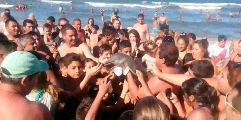 "Юм үзээгүй" хүмүүс уснаас нь гаргаж, гар дамжуулан зургаа авхуулснаас болж хөөрхий нялх дельфин үхжээ