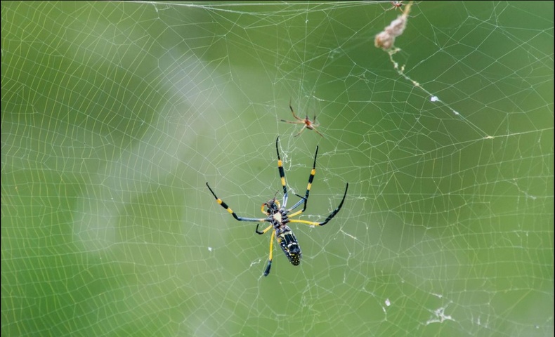 Nephila төрлийн аалз