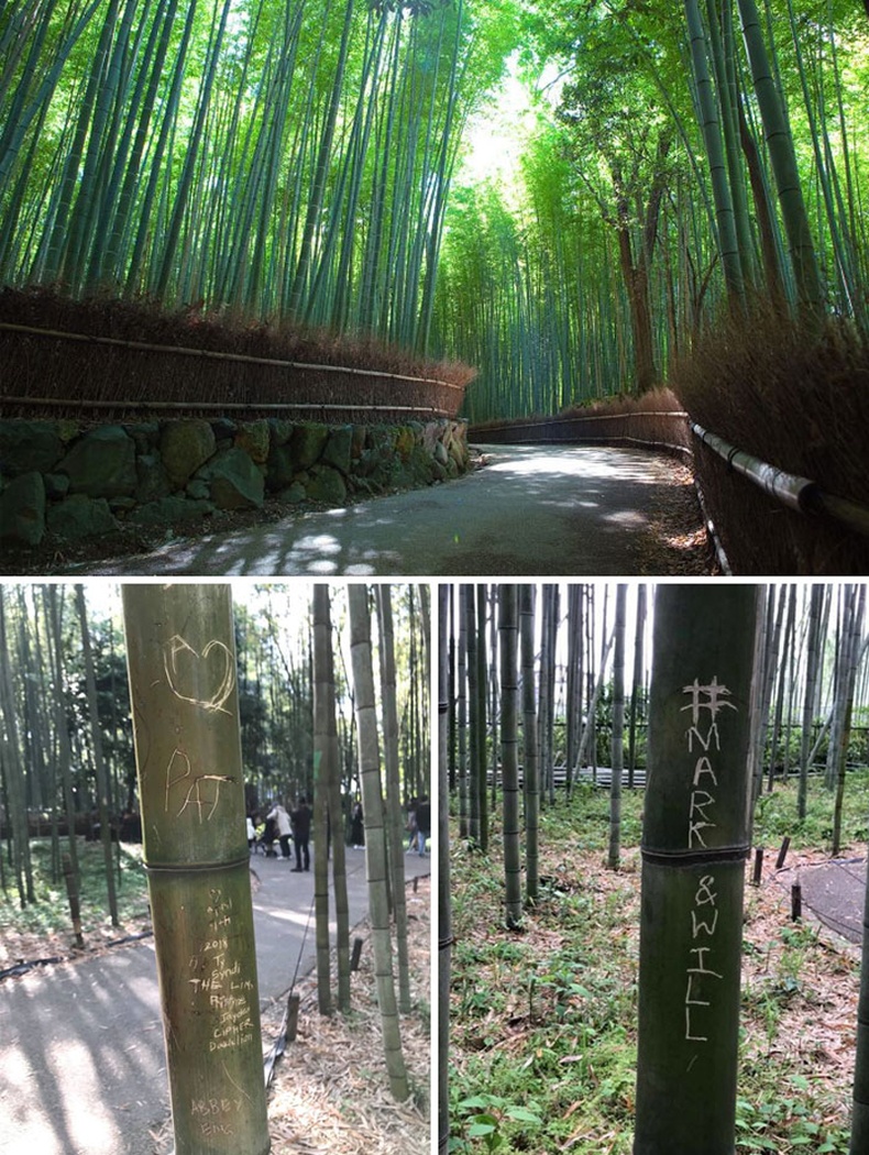 Киотогийн үзэсгэлэнт хулсан ойг "гар нь загатнасан" нөхөд сүйтгэсээр байна