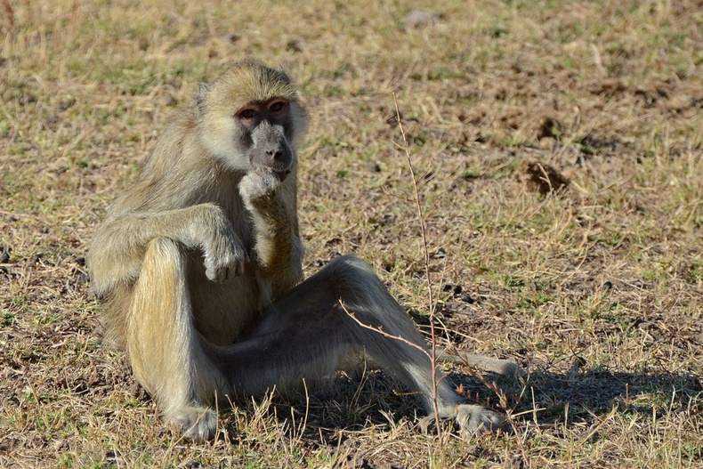 Бабуин буюу нохой сармагчин
