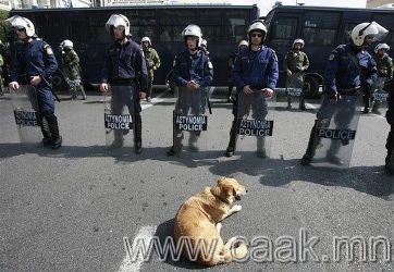 Грекийн алдартай эсэргvvцэгч нохой