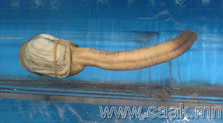 Ер бусын аврага том дун буюу Geoduck...