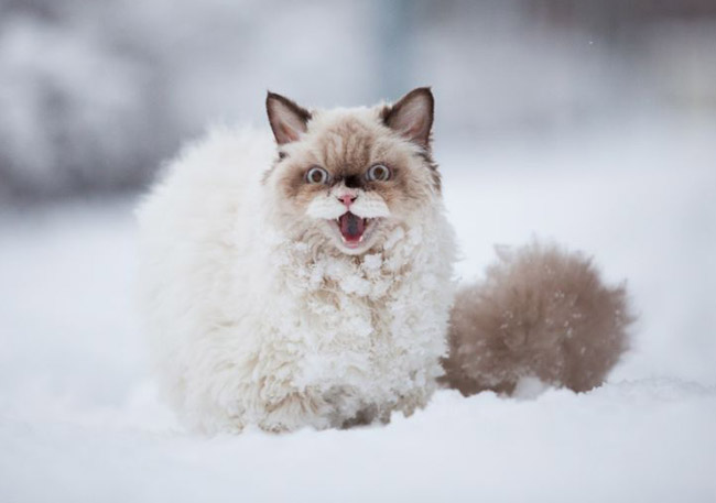 Анх удаа цас харж буй муур