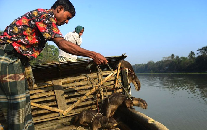 Бангладешийн иргэд Халиугаар загас агнадаг