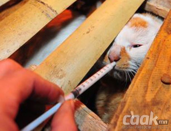 Хятадын сайн дурын ажилчид муурнуудыг аврав