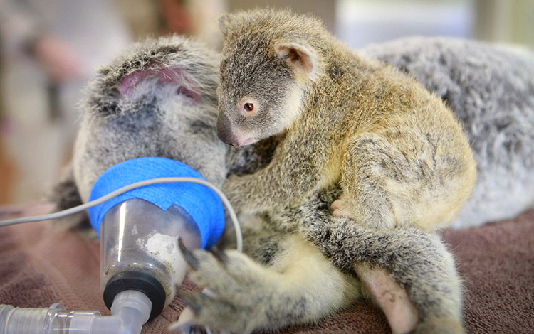 Өвчтэй эхээсээ нэг ч холдоогүй коалагийн зулзага