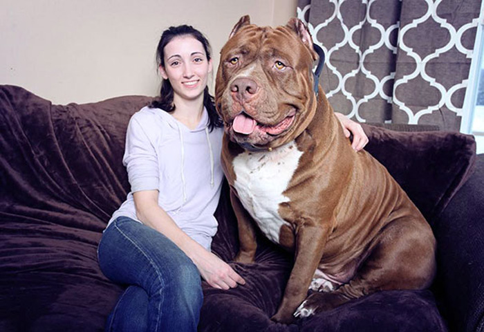 Дэлхийн хамгийн том хамгаалагч нохой
