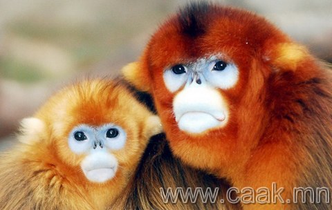 Төв Африкийн алтан сармагчингууд